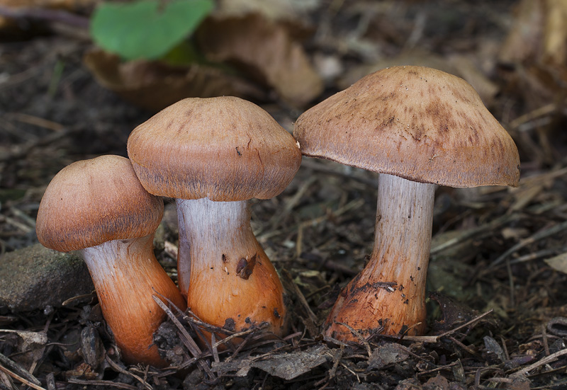 Cortinarius bulliardii